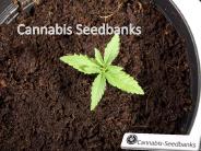 Marijuana Seeds Bank