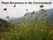 Plant Responses to the Environment