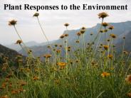 Plant Responses to the Environment PowerPoint PPT Presentation