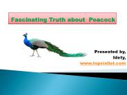 Fascinating Truth about  Peacock