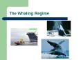 The Whaling Regime PowerPoint PPT Presentation