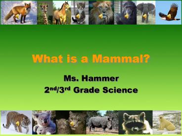What is a Mammal?