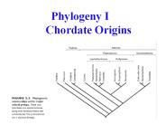 Phylogeny I Chordate Origins