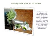 Growing Wheat Grass Is Cost Efficient