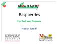 Raspberries PowerPoint PPT Presentation