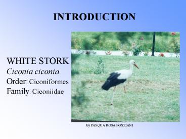 WHITE STORK
