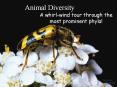 Animal Diversity PowerPoint PPT Presentation