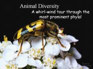 Animal Diversity