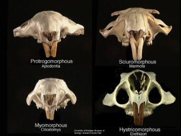 University of Michigan Museum of Zoology: Animal Diversity Web