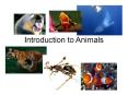 Introduction to Animals PowerPoint PPT Presentation