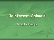 Rainforest Animals
