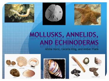Mollusks, Annelids, and Echinoderms