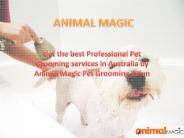 Pet Grooming Salon Australia