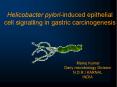Helicobacter pylori-induced epithelial cell signalling in gastric carcinogenesis PowerPoint PPT Presentation