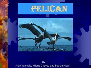 Pelican