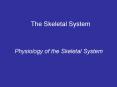 Physiology of the Skeletal System PowerPoint PPT Presentation