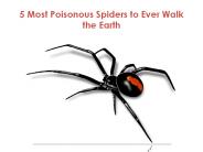 5 Most Poisonous Spiders to Ever Walk the