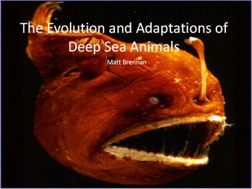 The Evolution and Adaptations of Deep Sea Animals