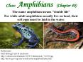 Class: Amphibians (Chapter 40) PowerPoint PPT Presentation
