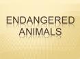 Endangered Animals PowerPoint PPT Presentation