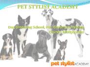 Pet Grooming Training