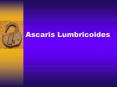 Ascaris Lumbricoides PowerPoint PPT Presentation
