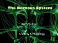 The Nervous System PowerPoint PPT Presentation