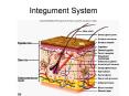 Integument System PowerPoint PPT Presentation