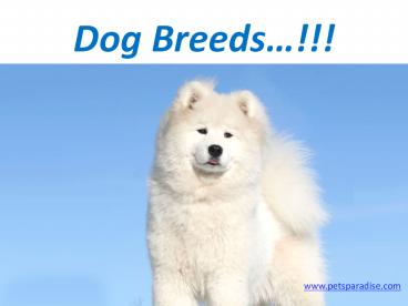 Breeds of dogs