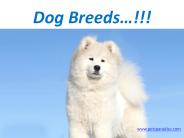 Breeds of dogs