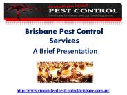 termite control brisbane (2)