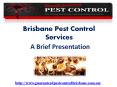 termite control brisbane PowerPoint PPT Presentation
