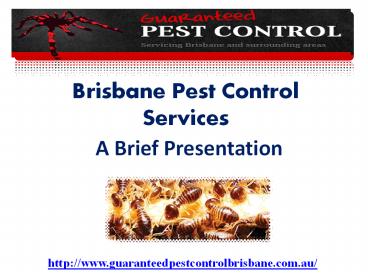 termite control brisbane (1)