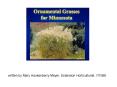 written by Mary Hockenberry Meyer, Extension Horticulturist, 7/1999. PowerPoint PPT Presentation