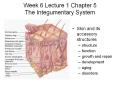 Week 6 Lecture 1 Chapter 5 The Integumentary System PowerPoint PPT Presentation