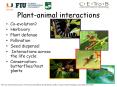 Plant-animal interactions PowerPoint PPT Presentation