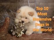 Top 10 Most Expensive Dogs in the World