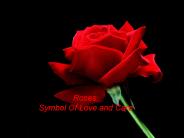 Roses The Symbol Of Love and Care