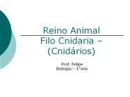 Reino Animal Filo Cnidaria 