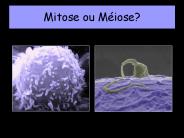Mitose ou M