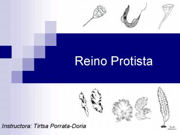 Reino Protista