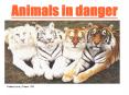 Animals in danger PowerPoint PPT Presentation
