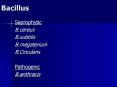 Bacillus PowerPoint PPT Presentation