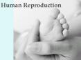 Human Reproduction PowerPoint PPT Presentation