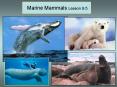 Marine Mammals Lesson 9.5 PowerPoint PPT Presentation