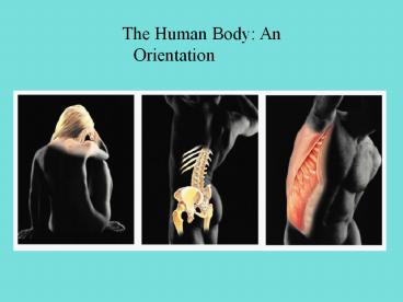 The Human Body: An Orientation