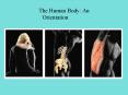 The Human Body: An Orientation PowerPoint PPT Presentation