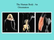 The Human Body: An Orientation