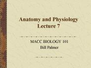 Anatomy and Physiology Lecture 7