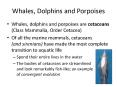 Whales, Dolphins and Porpoises PowerPoint PPT Presentation